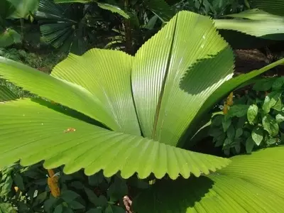 Todo sobre las palmeras: Origen, características y cuidados