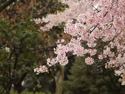 Celebración Floral: Un Viaje al Fascinante Mundo de los Cerezos en Flor