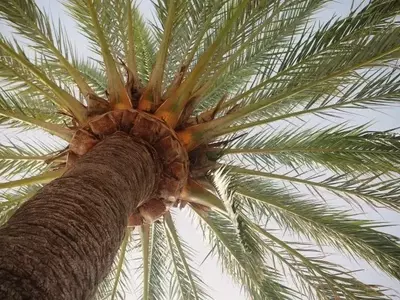 Las Palmeras: Gigantes Monocotiledóneas con Características Únicas