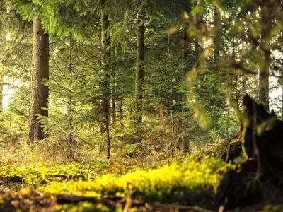 La Imperativa Vital de la Luz Solar para el Mundo Vegetal