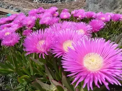 Estrategias Efectivas para la Remoción de Flora Invasora en Jardines