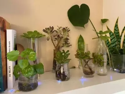 Embellezca su Hogar con Plantas Acuáticas: Ideas Innovadoras y Consejos Prácticos