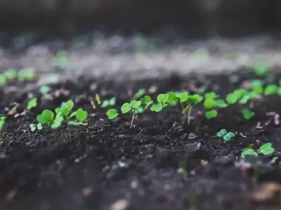 Guía de Siembra para el Mes de Abril: Qué Cultivar en tu Jardín