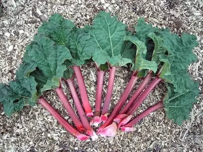 Descubriendo el Ruibarbo: Una Planta Versátil con Usos Culinarios y Consideraciones para su Cultivo