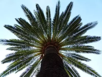 Las Palmeras Más Emblemáticas y Resilientes de España