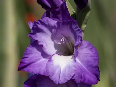Gladiolos: La Guía Definitiva para su Cultivo Exitoso y Disfrute Ornamental