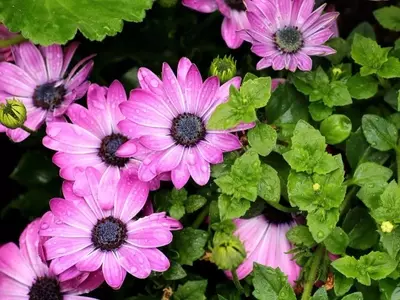 Guía Definitiva de Plantas con Flores Moradas para Embellecer tu Jardín