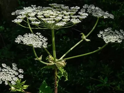 Heracleum sphondylium: La Gigante de los Campos y sus Peligros Ocultos
