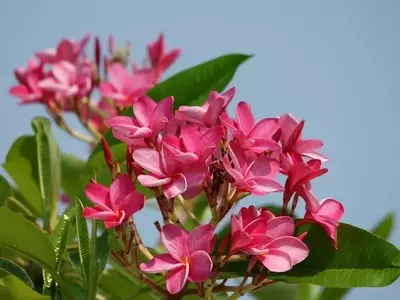 Un Vistazo a las Flores Tropicales Más Impactantes para Tu Jardín o Maceta