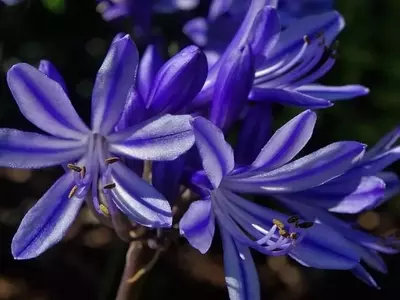 Explorando la Esencia Floral: Anatomía, Función y Propagación