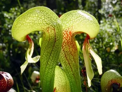 Cuidado Esencial para el Florecimiento de Plantas Carnívoras
