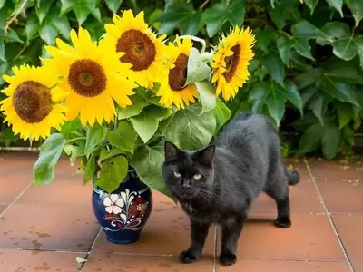 Un Oasis Seguro para Nuestros Amigos Felinos: Plantas Tóxicas a Evitar en el Hogar