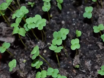 Febrero: La Época Crucial para la Siembra en tu Jardín y Huerto