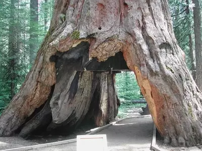 La Caída de un Coloso: El Adiós al Emblemático Pioneer Cabin Tree