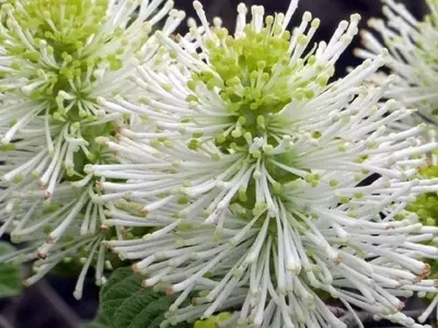 Descubre el Arbusto Fothergilla: Un Tesoro Versátil para tu Jardín