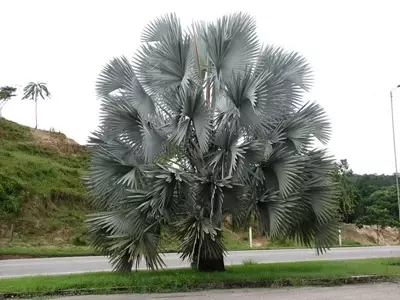 Palmera de Bismarck: Una Joya Ornamental para Cualquier Jardín