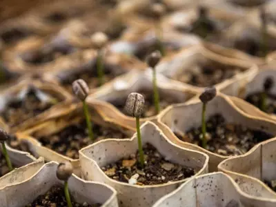 Guía Definitiva para Cultivar Plantas en Invierno: Huerto, Macetas y Jardín