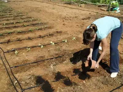 Guía Completa para el Cuidado del Huerto en Mayo: Siembra, Riego, Prevención y Abonado