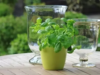 Cultiva tu Propio Edén Urbano: Guía Definitiva para una Huerta en Macetas Exitosa