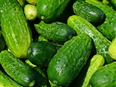 Dominando el Cultivo del Pepino: Consejos Esenciales para una Cosecha Abundante