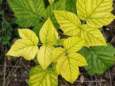 Impacto y Soluciones de la Clorosis Férrica en la Salud Vegetal