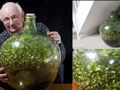 El Jardín Autónomo: Un Ecosistema en Botella que Desafía el Tiempo