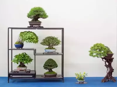 Un Viaje Fascinante a Través de los Bonsáis Más Hermosos del Mundo