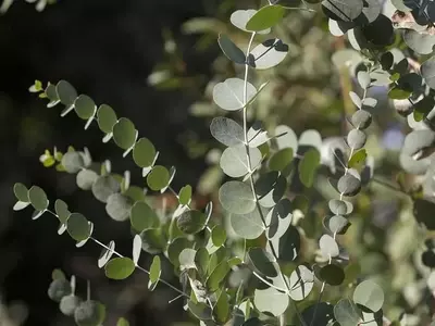 El Eucalyptus Globulus: Un Árbol de Múltiples Facetas y Controversias