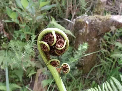 Un Vistazo al Pasado Botánico: Descubriendo las Plantas Antiguas