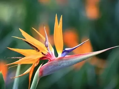 La Majestuosa Strelitzia: Un Vistazo Profundo a la Exótica Flor Ave del Paraíso