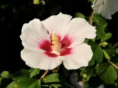 Guía Definitiva de Plantas de Exterior Pequeñas y Resistentes
