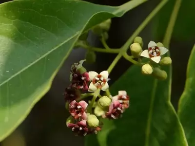 El Sándalo: Un Árbol Excepcional con Propiedades Únicas y Desafíos de Conservación