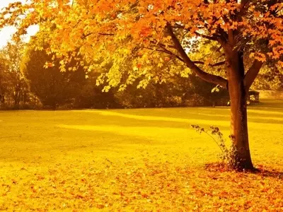 Un Oasis de Color en Otoño: Las Plantas Más Espectaculares para tu Jardín