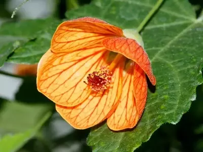 Enredaderas Compactas para Espacios Reducidos: Un Jardín Vertical Lleno de Vida