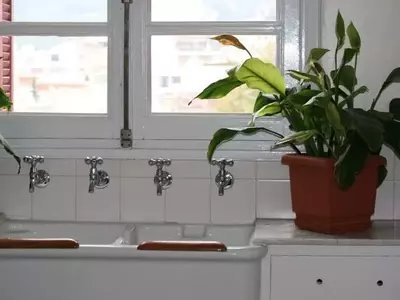 Plantas ideales para un baño elegante y saludable