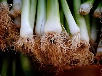 El Puerro: Un Aliado Ancestral para la Salud y la Gastronomía