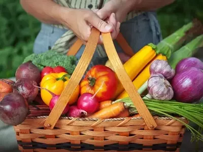 Explorando el Reino Vegetal: Características Esenciales y Clasificación Diversa