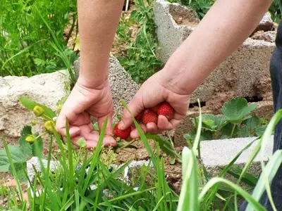 Cultivando Tu Propio Paraíso Verde: Guía Completa para un Huerto Casero