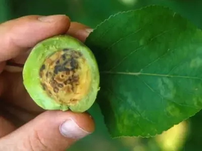 La Virosis en Plantas: Un Desafío Silencioso para la Salud Vegetal