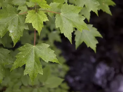 La Sorprendente Defensa de las Plantas ante la Lluvia