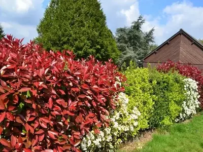 Creación de Setos: Guía Completa para un Jardín Exuberante