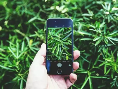 Aplicaciones Revolucionarias para la Identificación de Plantas
