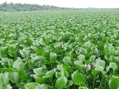 Desafíos y soluciones para el control del lirio acuático en ecosistemas mexicanos