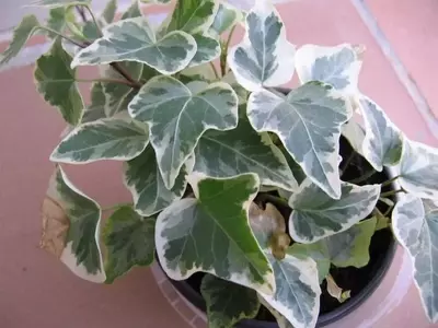 Plantas de Interior Ideales para Espacios con Poca Luz