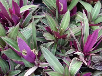 Tradescantia spathacea: Una planta vibrante y versátil para tu hogar o jardín