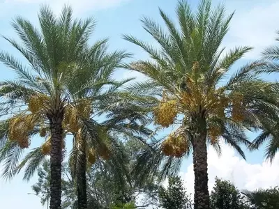 La Versatilidad de las Palmeras: Más Allá de la Estética Tropical