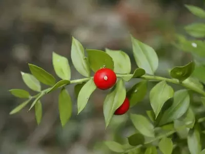 Descubriendo el Género Ruscus: Variedades, Cuidado y Atractivo Ornamental