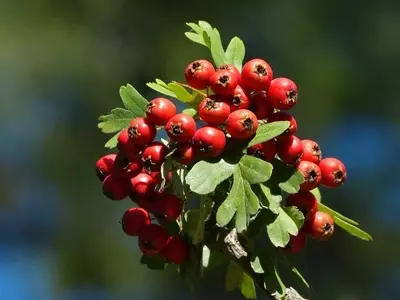 Crataegus: Guía Completa de Cultivo y Cuidados