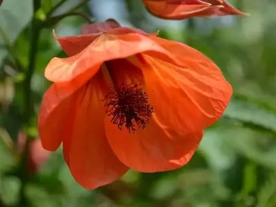 Guía Completa para el Cultivo y Cuidado del Abutilón