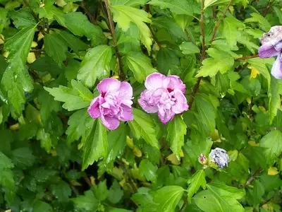 Secretos del Cuidado de la Malvarrosa: Belleza y Resistencia en tu Jardín
